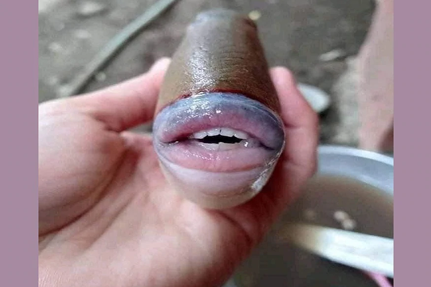 मिली अनोखी मछली, इंसानों की तरह दिखते हैं होंठ और दांत